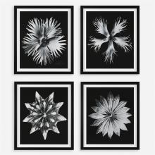  41427 - Contemporary Floret Framed Prints, S/4