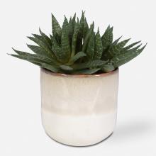  60213 - Uttermost Doha Succulent Accent